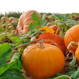 David's Garden Seeds Pumpkin Jack O'Lantern - 25 Non-GMO, Heirloom Seeds v