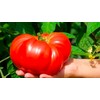 Giant Tomato 100 Pounds 20 Non-GMO Seeds for Planting