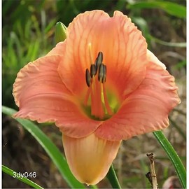 Melinda Daylily - Bare Root Plant, Hardy Perennial for Zone 3, Soft Pink Blooms, Low Maintenance, Ideal for Full Sun or Partial Shade, Perfect for Garden Borders & Landscapes