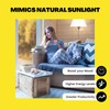 Norb Everyday Sun Light Bulb - Full Spectrum Wellness Lighting,