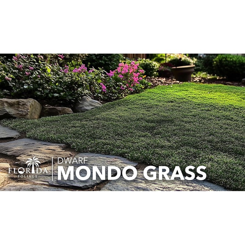 Dwarf Mondo Grass | 40 Live Plants | Japonicus Nanus