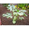 20 Heirlooms Moon and Stars Watermelon Seed by Stonysoil Seed