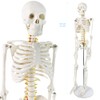 Human Skeleton Model for Anatomy 34” Tall Life Size Skeleton