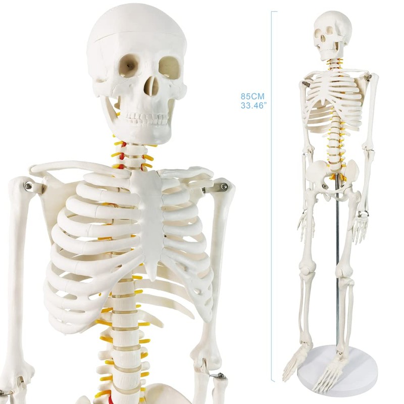 Human Skeleton Model for Anatomy 34” Tall Life Size Skeleton