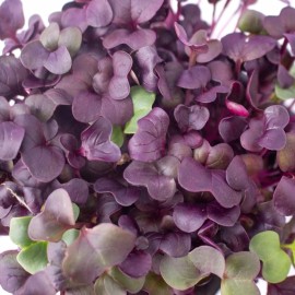 Axel's Garden Seeds Purple Radish MICROGREEN Seeds | Non-GMO | Heirloom | Seeds for Sprouting - 25 Seeds