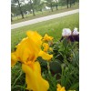 Bearded Iris 15 Bearded Iris Rhizomes – Easy to Grow,