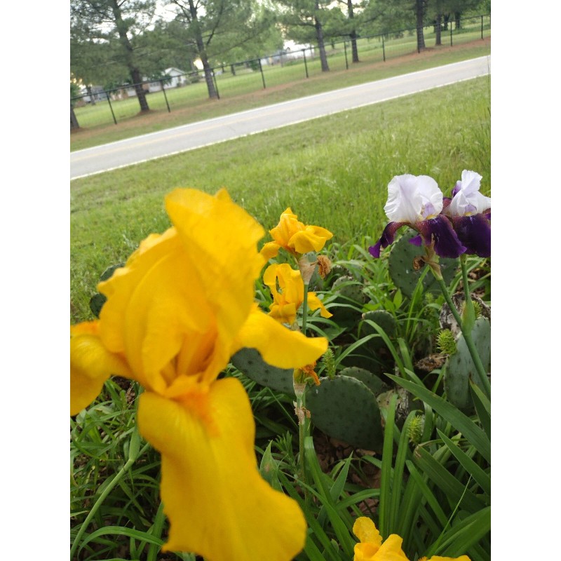 Bearded Iris 15 Bearded Iris Rhizomes – Easy to Grow,