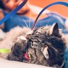 Cobee 3 Packs Cat Wand Toy Set, 30cm Cat Interactive