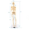 1pc Human Skeleton Anatomical Model Medical Anatomical Teaching Tool With