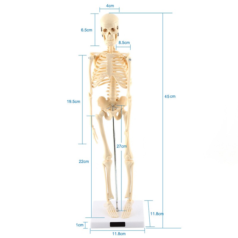 1pc Human Skeleton Anatomical Model Medical Anatomical Teaching Tool With
