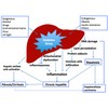 E-HETE Liver Care, Protects Liver from Stress-Induced Damage, Body's Detoxification