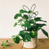 2Pack Indoor Plant Trellis Metal Wire Garden Trellis ，Small Climbing