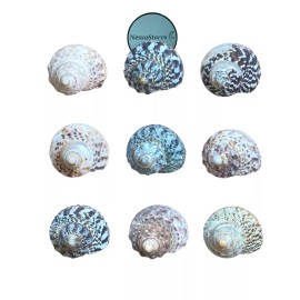 Mexican Turbo Sea Shell Beach Craft Hermit Crab 1 1/2" - 2 1/2" (40 PCS) #JC-034