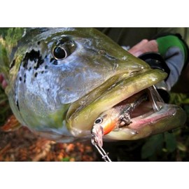 Rapala Ultra Light Minnow 06 Fishing lure, 2.5-Inch, Silver Blue