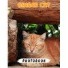 Ginger Cat Photo Book: Learn More About This Cat With