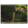 Wundersame Pilzwelten (Desk Calendar 2025 DIN A5 Landscape), CALVENDO Monthly