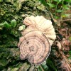 Out Grow Ornament polypore (Amauroderma rugosum) Liquid Culture