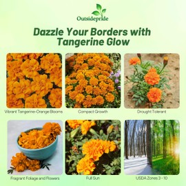 Outsidepride Durango Tangerine French Marigold Seeds - 500 Pcs Annual, Compact, Heat & Drought Tolerant Flower Seeds for Planting w/Anemone Type Blooms, Ideal for Vibrant Pollinator Gardens