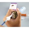 Pet Feeding Bottle. Pet Syringe. Pet Puppy Bottles. Dog and