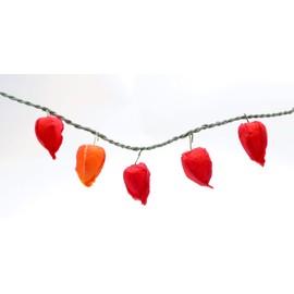 Yamaichi Shoten B-853 Bon Decoration, Bon Supplies, Artificial Flowers, 5 Pieces, Rope