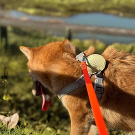 AUMAILI Dog Training Long Leash Waterproof Long Line Heavy Duty Outdoor Recall Lead 10ft 15ft 20ft 30ft 50ft for Small Medium Large Dog (Orange, 50FT)