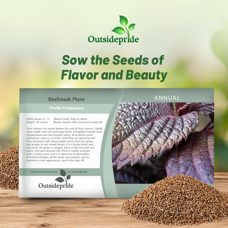 Outsidepride 2000 Seeds Annual Perilla Frutescens Beefsteak Plant Herb Garden