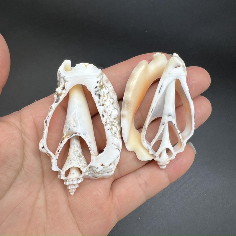 PEPPERLONELY 20 PC Center Cut Assorted Mixed Medium Sea Shells,