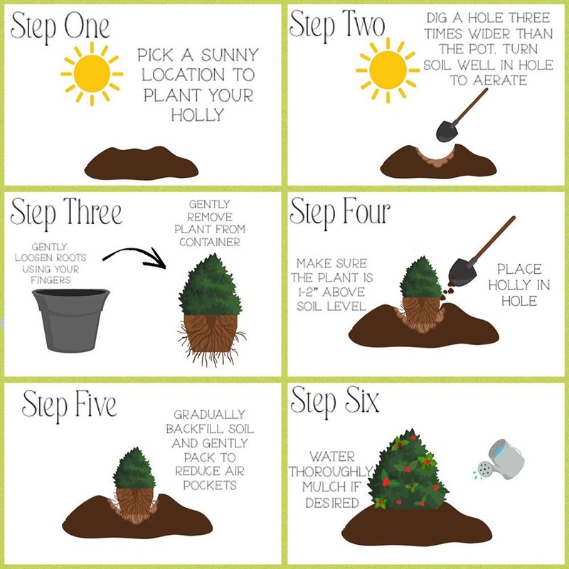 Shrub Holly, 7 Gal, Glossy Green Foliage