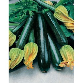Mr Fothergills Mr Fothergill's 17627 Vegetable Seeds, COURGETTES & Summer SQUASHES Collection