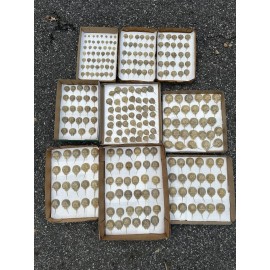 Horseshoe Crab Shells Molts - 5 Piece Lot - $25
