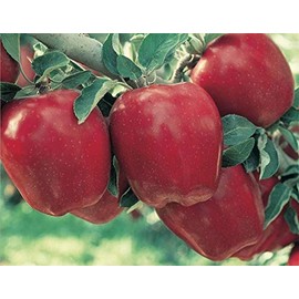 Organic Red Delicious Apples Box of 24 Each
