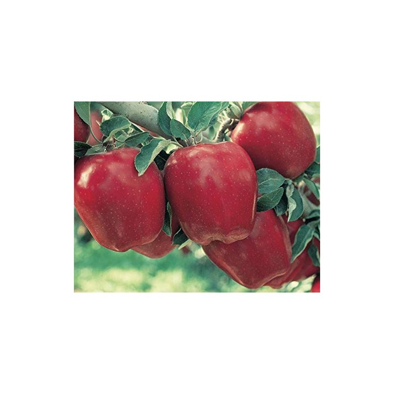 Organic Red Delicious Apples Box of 24 Each