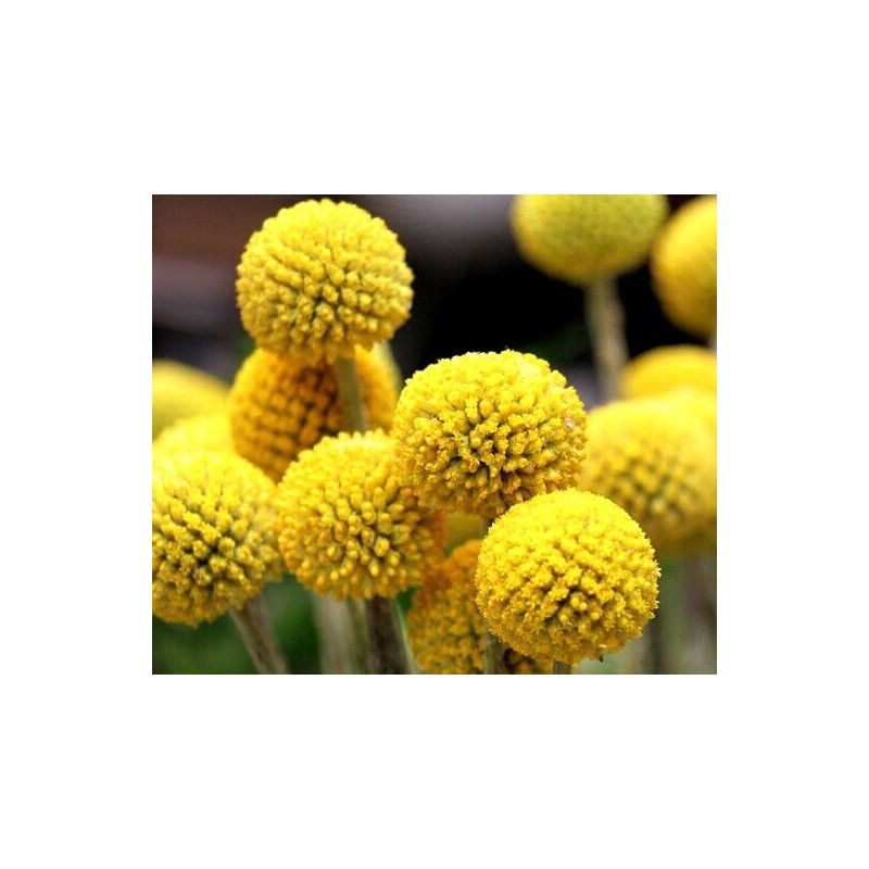 GardeningTreasures 25 Craspedia Drumstick seeds