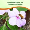 Outsidepride Extreme Lavender Impatiens Flower Seeds - 200 Pcs Annual,