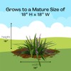 Grass 1 Gal. Big Blue Liriope Grass Plant