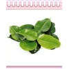 Fresh 1x Pack Of Organic Fresh Kaffir (Thai) Lime Leaves