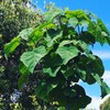 CHUXAY GARDEN 1 oz Seeds (Approx 95162 Seeds) Paulownia Fortunei,Dragontree,Dragon