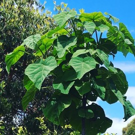 CHUXAY GARDEN 1 oz Seeds (Approx 95162 Seeds) Paulownia Fortunei,Dragontree,Dragon Tree, Fortune's Empress Tree Deciduous Tree Privacy Screen Showy Accent Flowers
