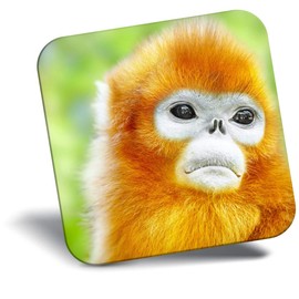 Destination Vinyl ltd Fridge Magnet - Cute Golden Snub-Nosed Monkey for Office, Cabinet and Whiteboard, Magnetic Stickers, 44776