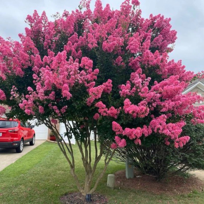 JQBay Crepe myrtle tree seeds 50 seeds.