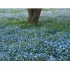 Fukkaen Seedlings, Nemophila Seeds (Insignis for Landscapes, Blue) 3.4 fl