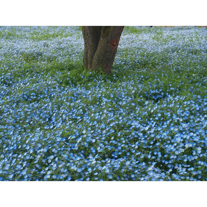 Fukkaen Seedlings, Nemophila Seeds (Insignis for Landscapes, Blue) 3.4 fl