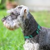 Joytale Reflective Dog Collar, Soft Neoprene Padded, Metal D-Ring, Nylon