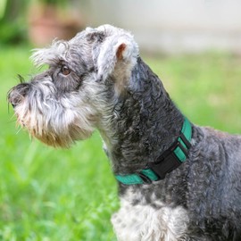 Joytale Reflective Dog Collar, Soft Neoprene Padded, Metal D-Ring, Nylon Pet Collar Adjustable for Medium Dogs, Teal, M