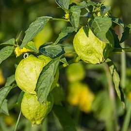 Pepper Joe’s Tomatillo Rio Grande Verde Seeds – Pack of 20+ High Yield Tomatillo Seeds – USA Grown – Premium Non-GMO Tomatillo Rio Grande Seeds for Planting