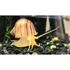 Supreme Freshwater Aquatic Snail Food Mix with Calcium,Bug Sticks,Krill,Spirulina &