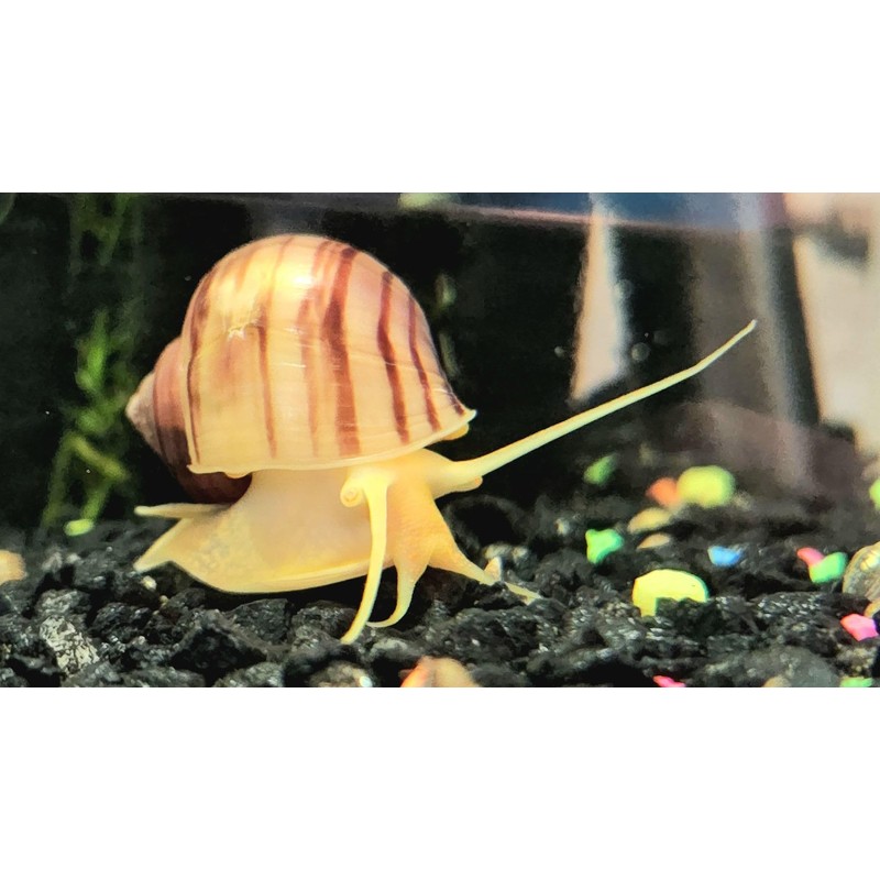 Supreme Freshwater Aquatic Snail Food Mix with Calcium,Bug Sticks,Krill,Spirulina &