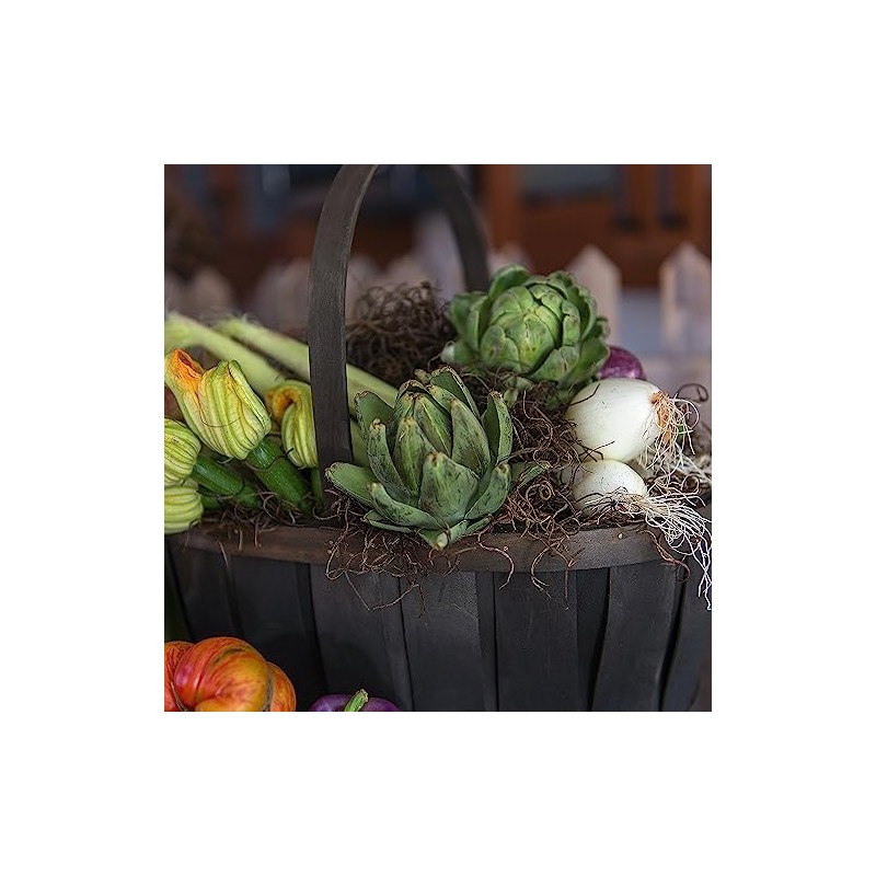 Coffee-Colored Spanish Moss 2 oz.