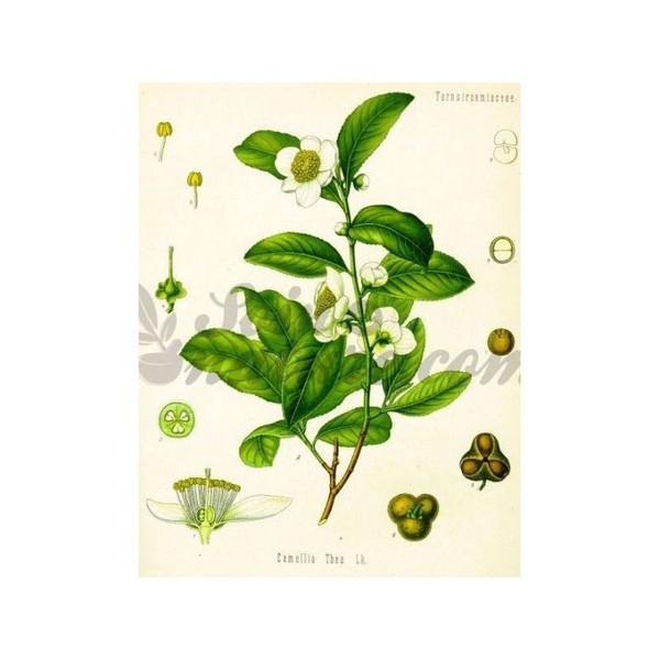 Iphym Pharma Thé vert Feuilles entières Iphym Herboristerie Camellia sinensis, 1 kg