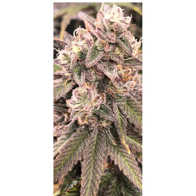 Athena Pro Line Powdered Nutrient Set Grow, Core, Bloom (1